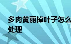 多肉黄丽掉叶子怎么办 多肉黄丽掉叶子如何处理