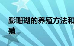 膨珊瑚的养殖方法和注意事项 膨珊瑚如何养殖