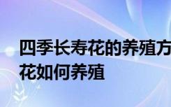 四季长寿花的养殖方法和注意事项 四季长寿花如何养殖