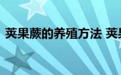 荚果蕨的养殖方法 荚果蕨的养殖方法有哪些