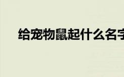 给宠物鼠起什么名字 起个可爱宠物鼠名