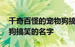 千奇百怪的宠物狗搞笑的名字 热情犀利宠物狗搞笑的名字