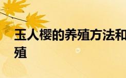 玉人樱的养殖方法和注意事项 玉人樱如何养殖