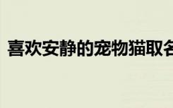 喜欢安静的宠物猫取名字 宠物猫取名字锦集