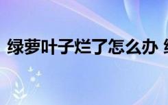 绿萝叶子烂了怎么办 绿萝叶子烂了如何处理