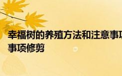 幸福树的养殖方法和注意事项修剪 幸福树的养殖方法及注意事项修剪