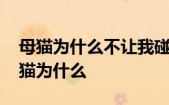 母猫为什么不让我碰它小猫 母猫不让人碰小猫为什么