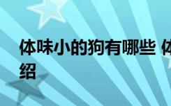 体味小的狗有哪些 体味小的三个品种小狗介绍