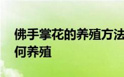 佛手掌花的养殖方法和注意事项 佛手掌花如何养殖