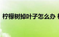 柠檬树掉叶子怎么办 柠檬树掉叶子如何处理