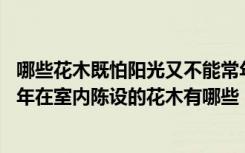 哪些花木既怕阳光又不能常年在室内陈设 既怕阳光又不能常年在室内陈设的花木有哪些