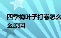 四季梅叶子打卷怎么办 四季梅叶子打卷是什么原因