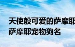 天使般可爱的萨摩耶宠物狗名字 喜欢可爱的萨摩耶宠物狗名