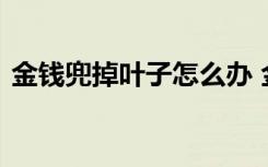 金钱兜掉叶子怎么办 金钱兜掉叶子如何处理