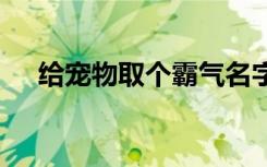 给宠物取个霸气名字 霸气猫宠物取名字