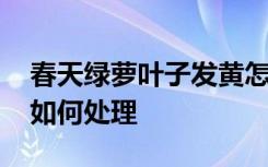 春天绿萝叶子发黄怎么办 春天绿萝叶子发黄如何处理