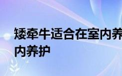 矮牵牛适合在室内养吗 矮牵牛可不可以在室内养护