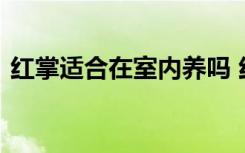 红掌适合在室内养吗 红掌能不能在室内养殖