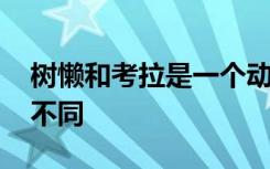 树懒和考拉是一个动物吗 树懒和考拉有哪些不同