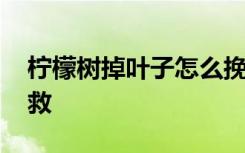 柠檬树掉叶子怎么挽救 柠檬树掉叶子如何挽救