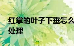 红掌的叶子下垂怎么办 红掌的叶子下垂如何处理