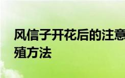 风信子开花后的注意事项 风信子开花后的养殖方法