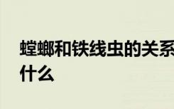 螳螂和铁线虫的关系 螳螂和铁线虫的关系是什么