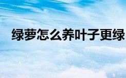 绿萝怎么养叶子更绿 绿萝如何养叶子更绿