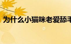 为什么小猫咪老爱舔毛 为啥小猫咪老爱舔毛