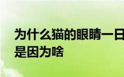 为什么猫的眼睛一日三变 猫的眼睛一日三变是因为啥