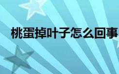 桃蛋掉叶子怎么回事 桃蛋掉叶子如何处理