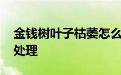 金钱树叶子枯萎怎么办 金钱树叶子枯萎如何处理