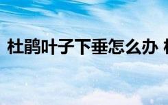 杜鹃叶子下垂怎么办 杜鹃叶子下垂如何处理