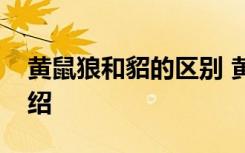 黄鼠狼和貂的区别 黄鼠狼和貂的区别简单介绍