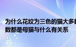 为什么花纹为三色的猫大多数都是母猫 花纹为三色的猫大多数都是母猫与什么有关系