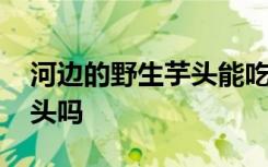 河边的野生芋头能吃吗 可以吃河边的野生芋头吗