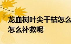 龙血树叶尖干枯怎么救 龙血树叶尖干枯应该怎么补救呢