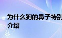 为什么狗的鼻子特别灵 狗的鼻子灵敏的原因介绍