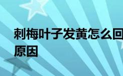 刺梅叶子发黄怎么回事 刺梅叶子发黄是什么原因