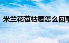 米兰花苞枯萎怎么回事 米兰花苞枯萎的原因