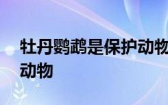 牡丹鹦鹉是保护动物吗 牡丹鹦鹉是不是保护动物