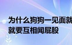 为什么狗狗一见面就闻屁股 狗狗为什么见面就要互相闻屁股