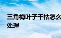 三角梅叶子干枯怎么办 三角梅叶子干枯如何处理