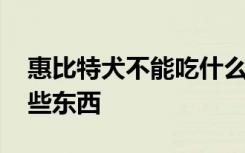 惠比特犬不能吃什么食物 惠比特犬不能吃哪些东西