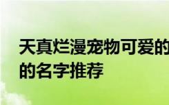 天真烂漫宠物可爱的名字 天真烂漫宠物可爱的名字推荐