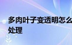 多肉叶子变透明怎么办 多肉叶子变透明如何处理