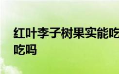 红叶李子树果实能吃吗 红叶李子树果实可以吃吗