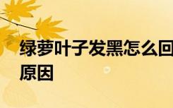 绿萝叶子发黑怎么回事 绿萝叶子发黑是什么原因