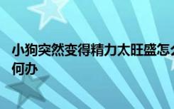 小狗突然变得精力太旺盛怎么办 小狗突然变得精力太旺盛如何办