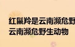 红鬣羚是云南濒危野生动物吗 红鬣羚是不是云南濒危野生动物